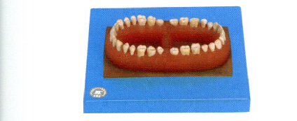 B10001成人牙模型汇总（32颗牙）-口腔模型